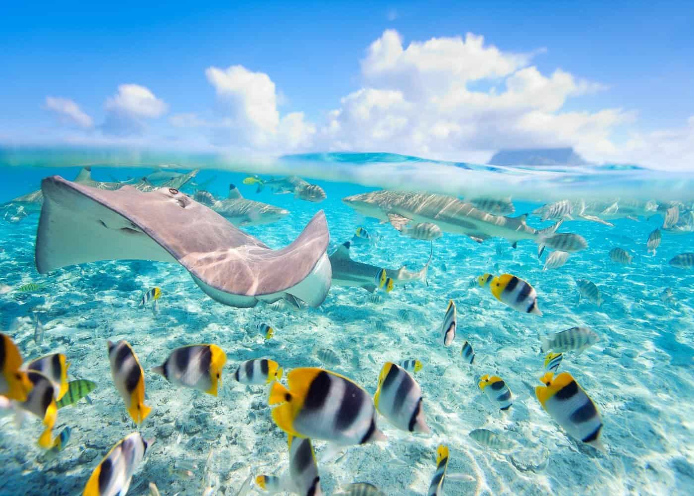 Tour du lagon journée complète à Bora Bora avec déjeuner sur motu